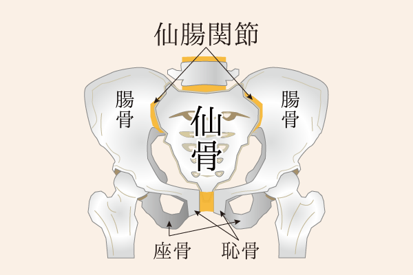 骨盤を構成する骨の解説図