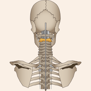首周辺の骨の説明図
