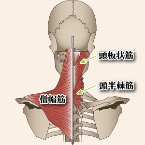 首周辺の筋肉の説明図