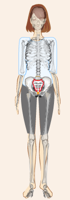 仙骨位置を示した女性スケルトン図